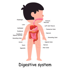 Human digestive system body anatomical internal organ abdominal stomach graphic illustration