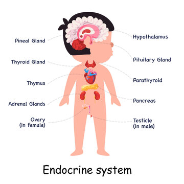 Endocrine system hormones glands body anatomical internal organ graphic illustration