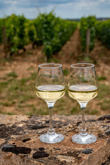 Tasting of white dry wine made from Chardonnay grapes on grand cru classe vineyards near Puligny-Montrachet village, Burgundy, France