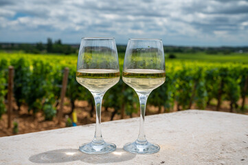 Tasting of white dry wine made from Chardonnay grapes on grand cru classe vineyards near Puligny-Montrachet village, Burgundy, France