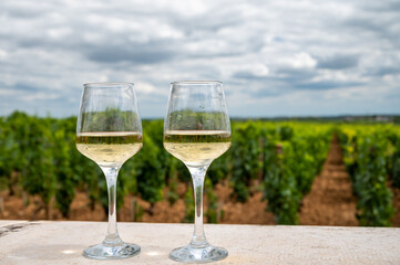 Tasting of white dry wine made from Chardonnay grapes on grand cru classe vineyards near Puligny-Montrachet village, Burgundy, France