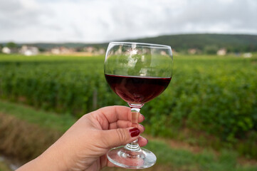 Tasting of red dry pinot noir wine in glass on premier and grand cru vineyards in Burgundy wine making region near Vosne-Romanée village, France
