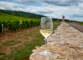 Tasting of white dry wine made from Chardonnay grapes on grand cru classe vineyards near Puligny-Montrachet village, Burgundy, France