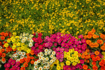 Obraz premium Yard - Grounds, Landscaped, Flower, Ornamental Garden, Beauty