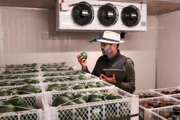 worker with a hass avocado in hand inspecting the fruit in the cellar or ripener