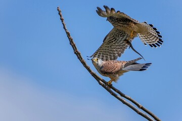 木の上で餌渡しをする子育て中のチョウゲンボウのカップル