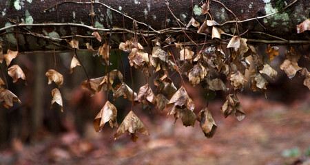 Fallen Tree Leaves