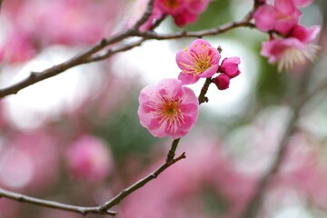 梅の花

