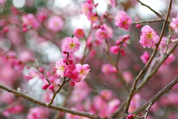 梅の花
