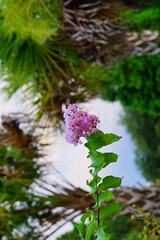crepe myrtle Lagerstroemia indica flower in summer