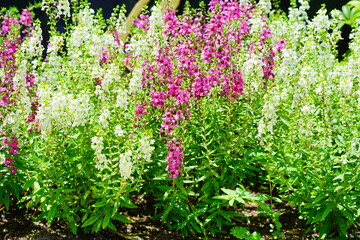 Angelonia angustifolia Balangdaros Benth purple and white flower