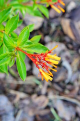 Firebush (Hamelia Patens) has to be one of the easiest and also most attractive native plants for a...