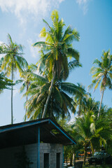 Krabi is a southern province in Thailand filled with beautiful natural limestone cliffs, mangrove...