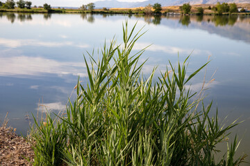 grass on the lake