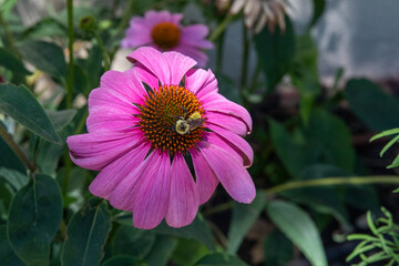 Wildflowers on a walking path