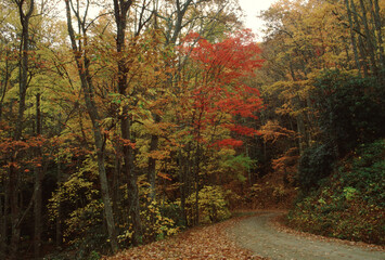 Rural Tree Lined Road in North Carolina