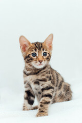 Little bengal kitten sitting on the white fury blanket