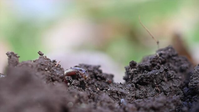 brown earthworm moving through the black earth