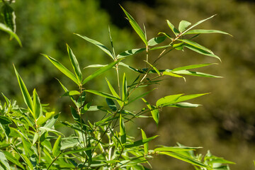 Bamboo leaf shoots with tapered ends, green with a rough surface.