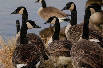 Gaggle of Canadian geese © Michael