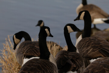 gaggle of Canadian Geese at water's edge