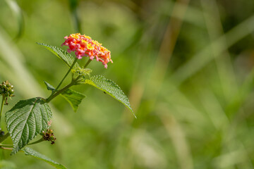 Flowers and leaves of the lantana camara plant, pink flower clusters with yellow tips, heart-shaped leaves with rough texture