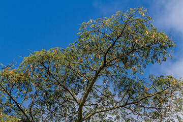 Obraz premium View of trees in tropical climate, isolated on blue sky and mountain fog.