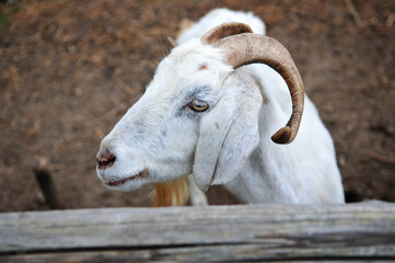 Fototapeta premium a goat in the sheepfold