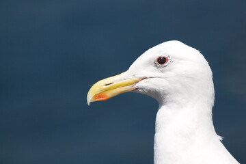 Seagull Portrait