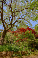Japanese Garden, 日本の庭園