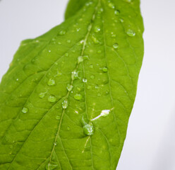 Green Leaf and Drops of Water