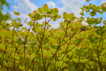 Azalea leaves, ゴヨウツツジの葉