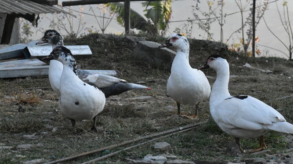 livestock/goose/duck
