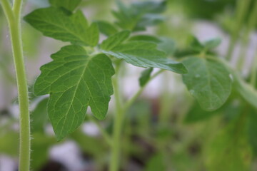 vegetable seedling