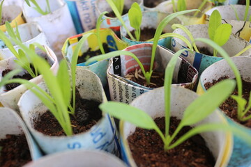 vegetable seedlings in recycled paper pots