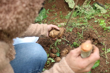 harvesting potatoes