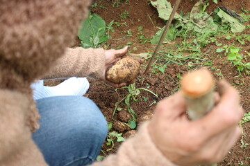 harvesting potatoes