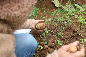 harvesting potatoes