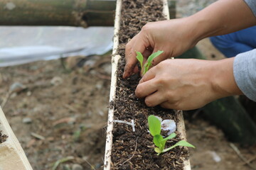 planting a seedling