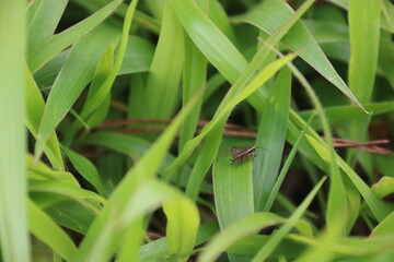 insect in leaves