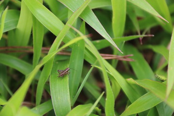 insect in leaves