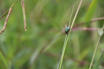 insect in leaves