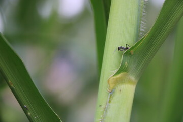 insect in leaves