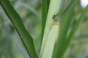 insect in leaves