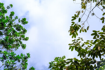 Leaves and cloudy sky. Sky wallpaper. Cloudy blue sky.