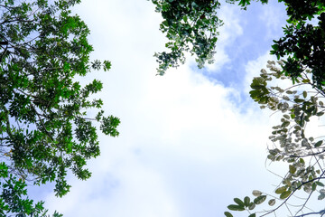 Leaves and cloudy sky. Sky wallpaper. Cloudy blue sky.