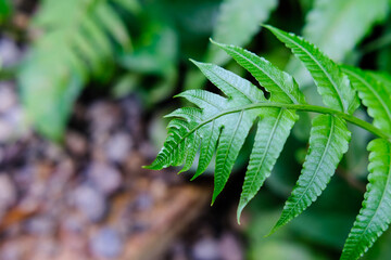 Fern plants are one of the choices of ornamental plants to be placed in the yard or in the house. Fern green leaf.