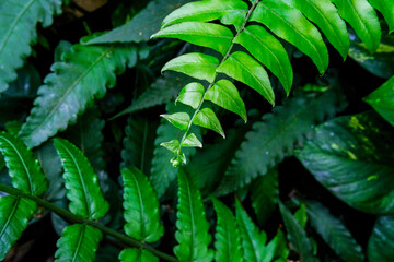 Fern plants are one of the choices of ornamental plants to be placed in the yard or in the house. Fern green leaf.