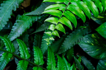 Fern plants are one of the choices of ornamental plants to be placed in the yard or in the house. Fern green leaf.