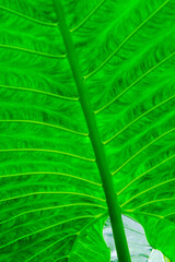 green leaf texture.  green leaf background. close up of green leaf.